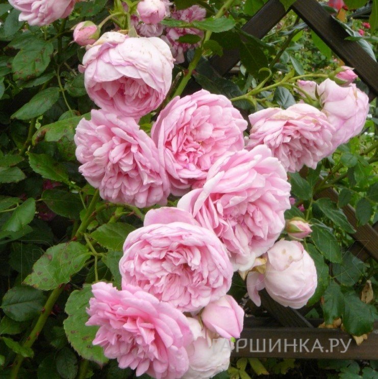Роза Свит Лагуна, Кордес (лиц)