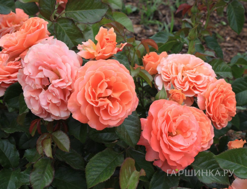 Роза Таттон, Фрайер (лиц)