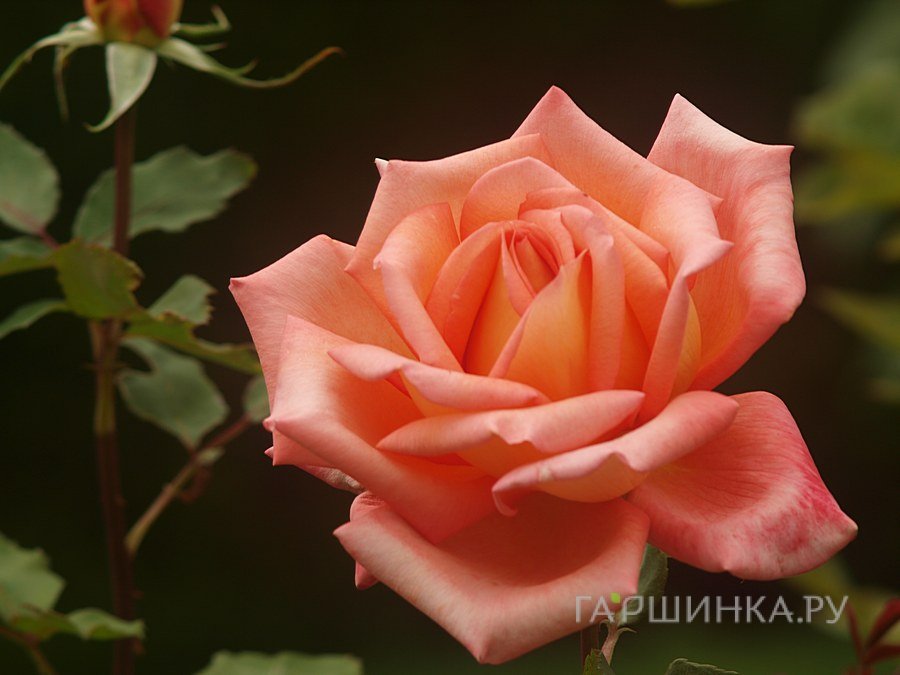 Роза Виктор Борге, Пулсен