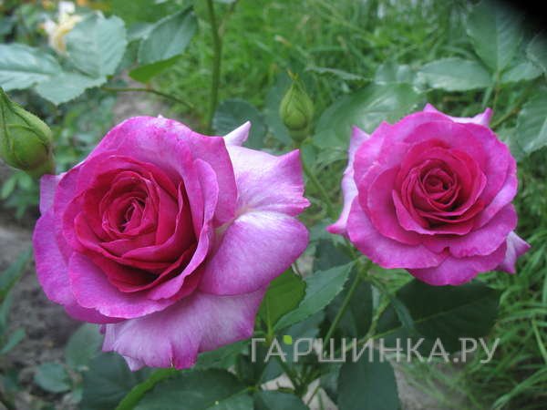 Роза Виолет Парфюм, Дорье