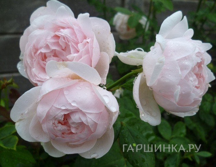 Роза Виши, Дельбар