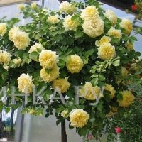 Роза Зе Пилигрим на штамбе 110см