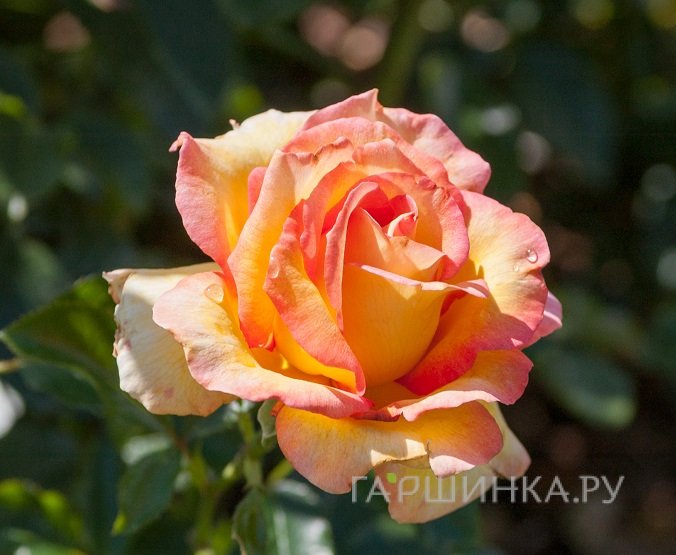 Роза Жуль Верн, Гийо