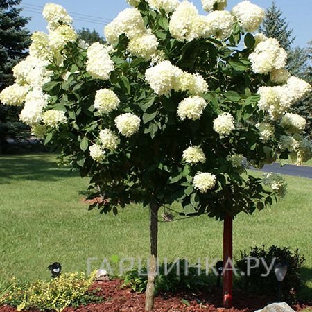 Гортензия на штамбе Сильвер Доллар 55см