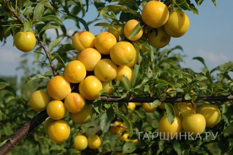 Слива Татарская желтая