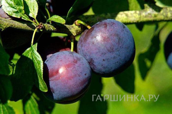 Слива Урожайная Бабичева