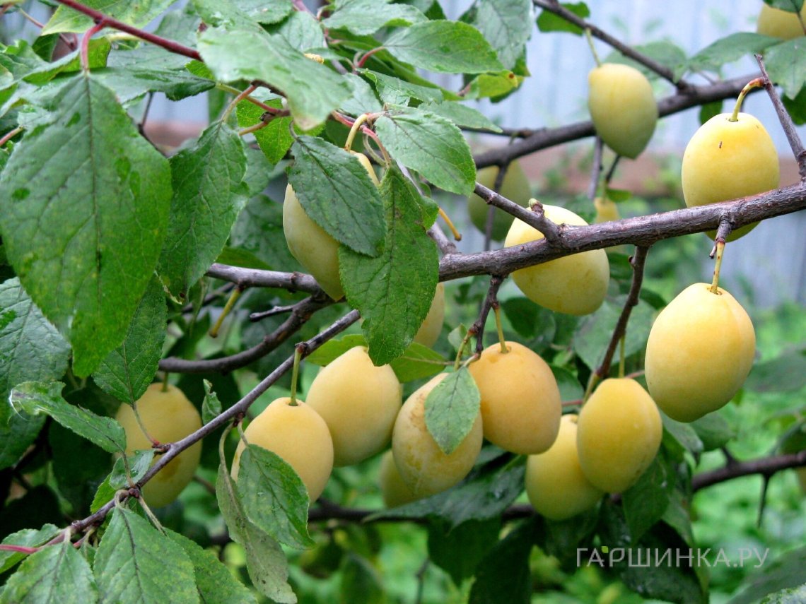 Слива Желтая поздняя