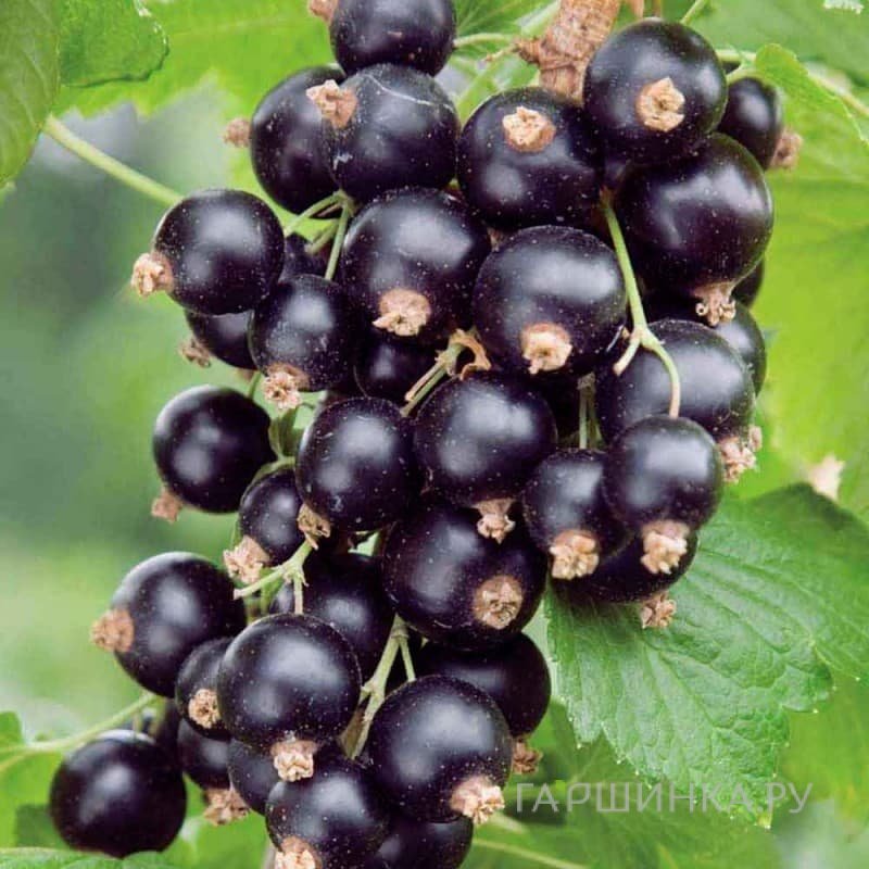 Смородина Изюмная черная