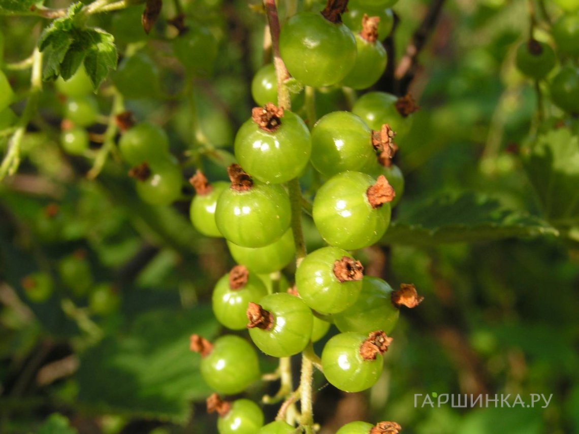Смородина зеленая Верти