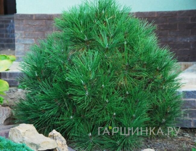 Сосна черная Спилберг