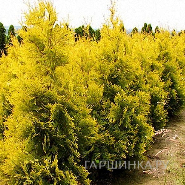 Туя западная Салланд