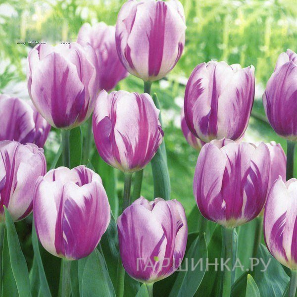 Тюльпан Флэминг Флэг Триумф 5шт