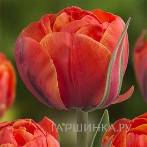 Тюльпан Квинс дэй (День королевы) 3шт.