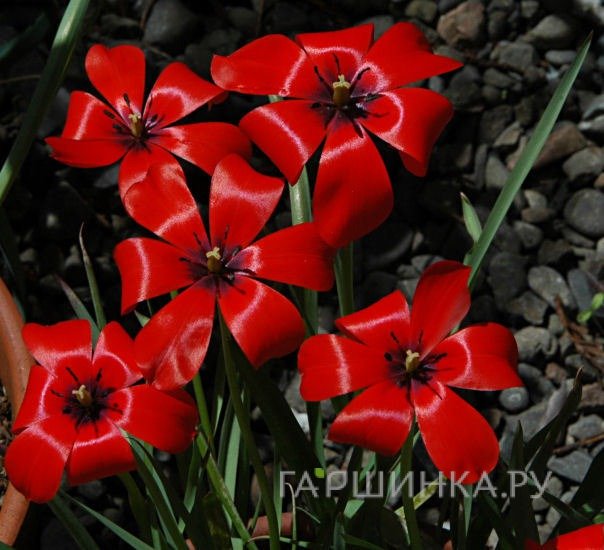 Тюльпан льнолистный 15шт