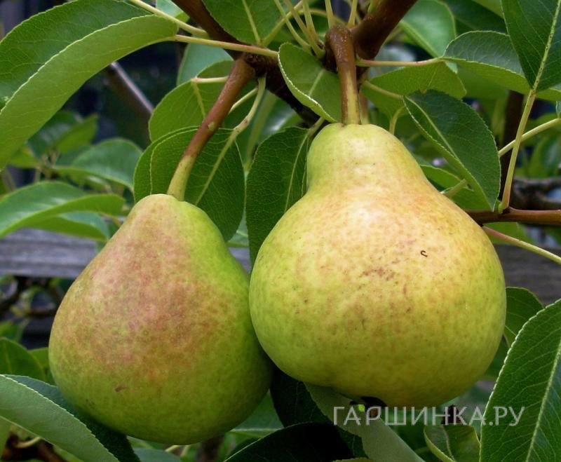 Груша Велеса