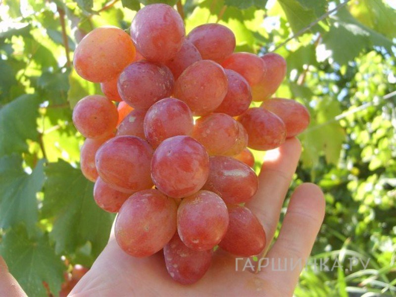 Виноград Анюта столовый