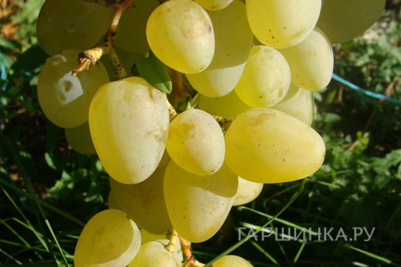 Виноград Монарх столовый