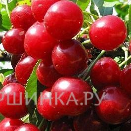 Вишня Олимпийская