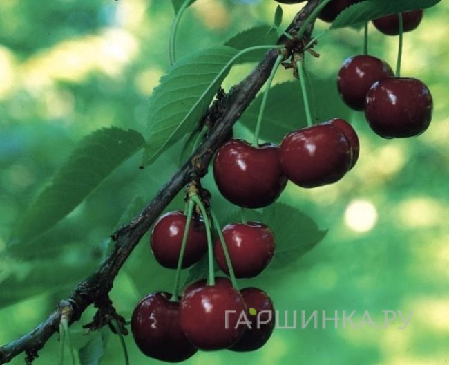 Вишня Расторгуевская