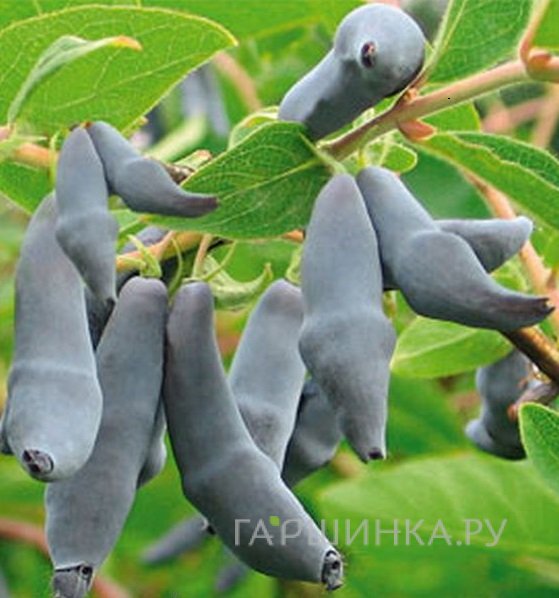 Жимолость Бакчарский Великан