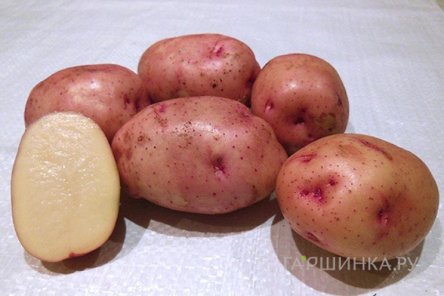 Картофель Жуковский ранний 2кг