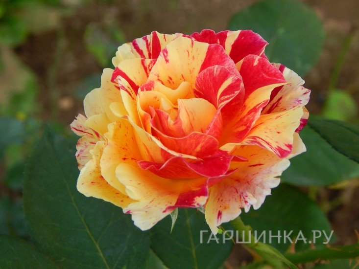 Роза Камиль Писсарро флорибунда, Топалович