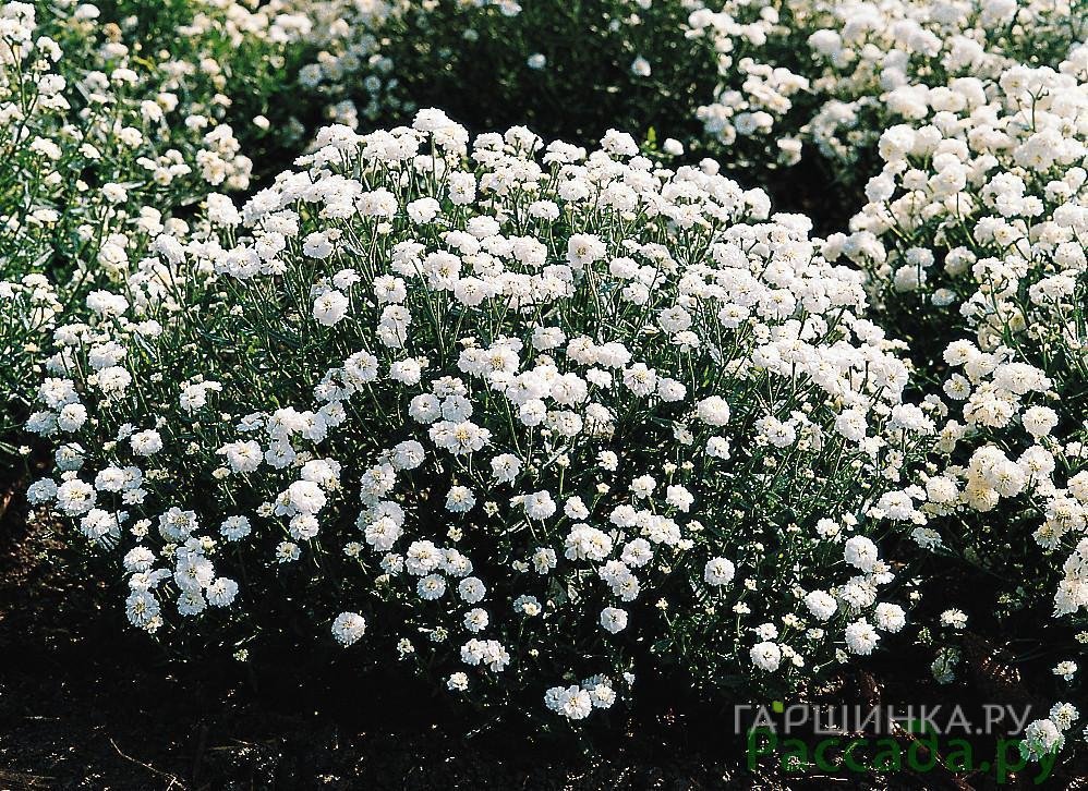Тысячелистник птармика