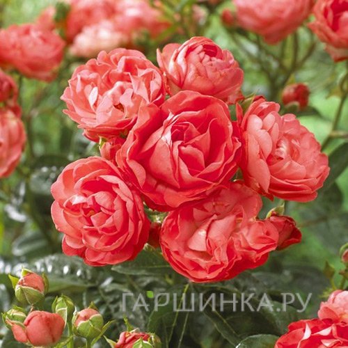 Роза Ватертаг миниатюрная, Топалович