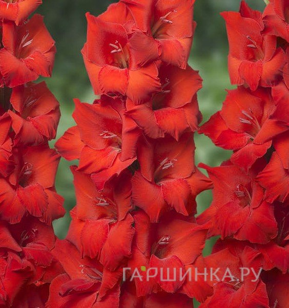 Гладиолус Красный гигант 
