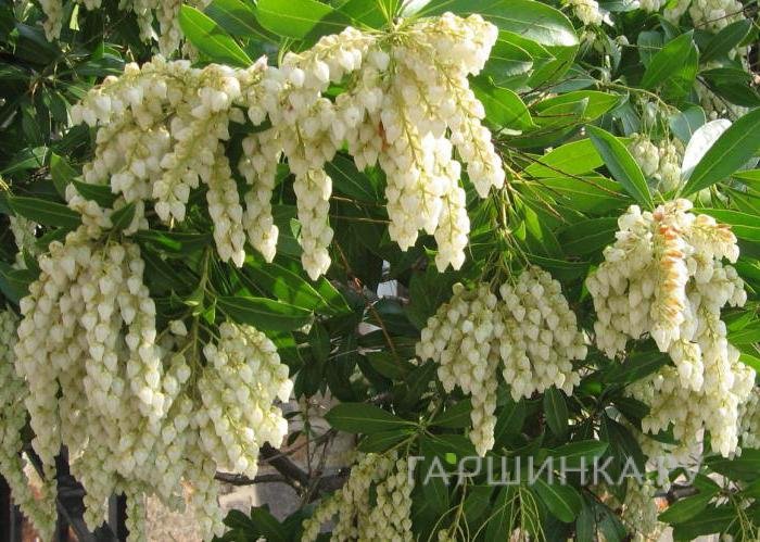 Пиерис Вариегата японский