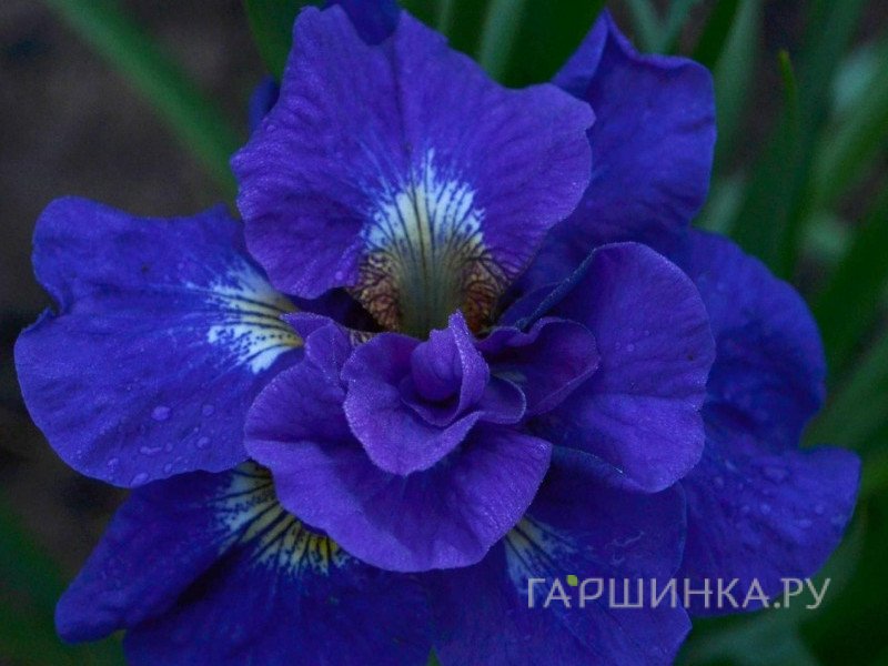 Ирис сибирский Кабум