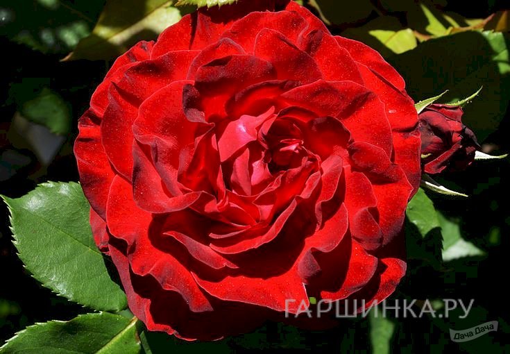 Роза Дам де Кью на штамбе 110 см
