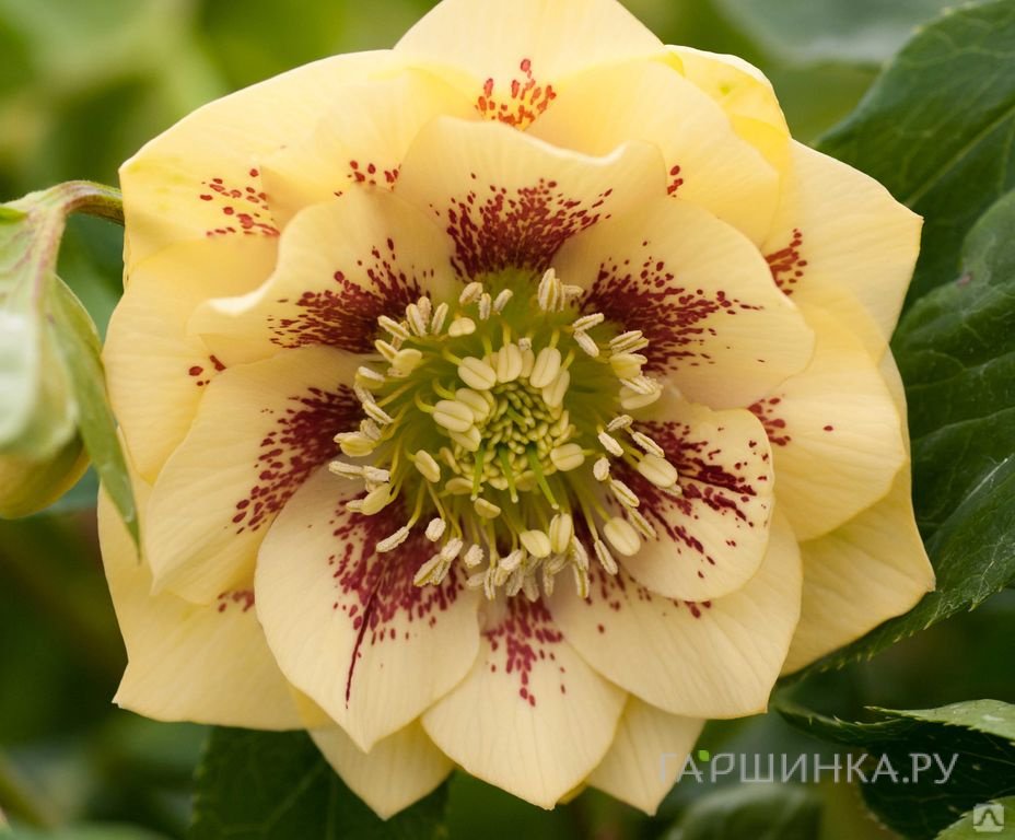 Морозник махровый Элен Еллоу Споттид