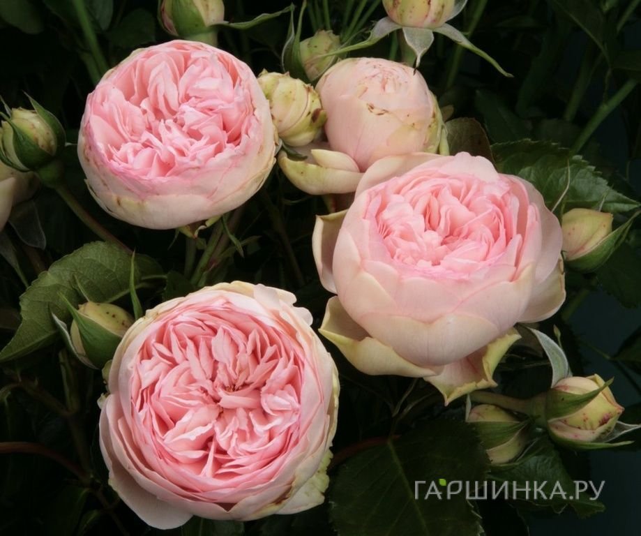 Роза Чарминг Пиано чайно-гибридная, Тантау