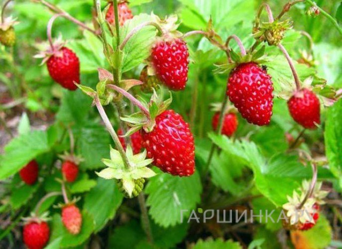 Семена Земляника Али Баба 0.04г