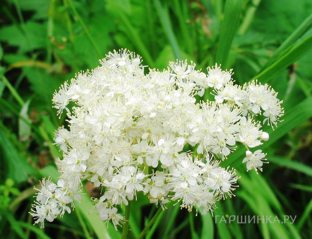 Лабазник (таволга) вязолистная