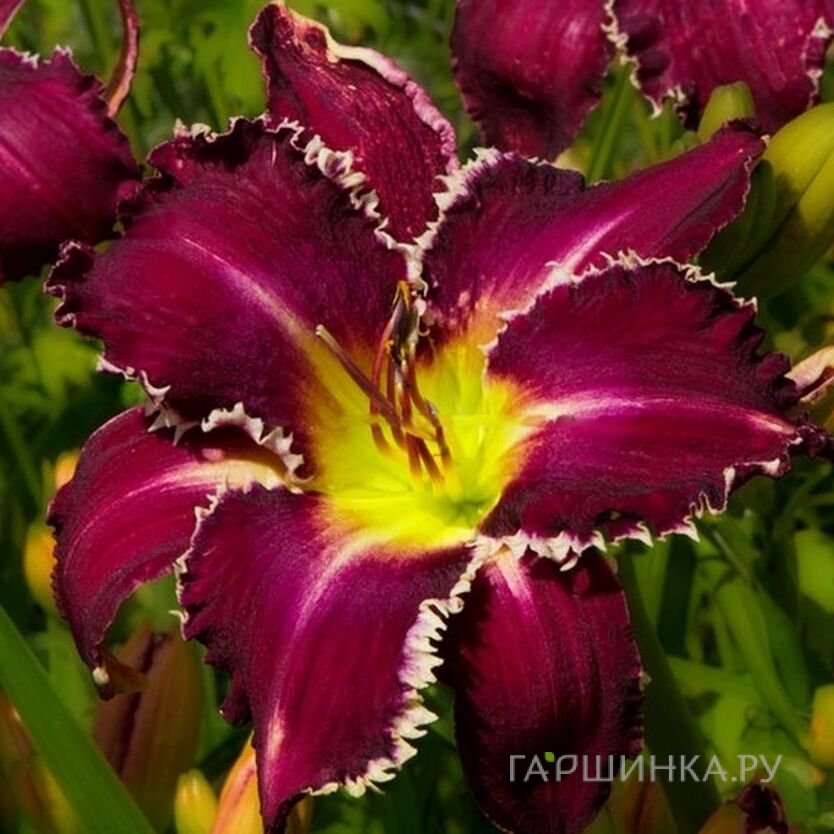 Лилейник Тус