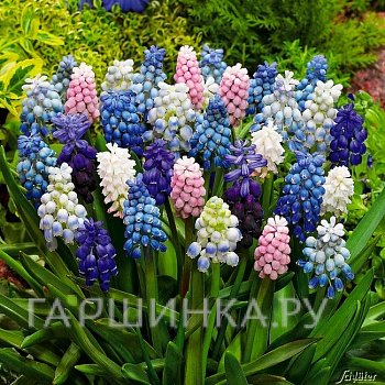 Мускари Микс 10 шт