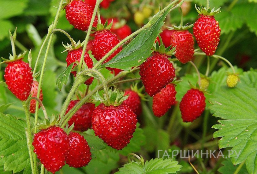 Семена Земляника Душистое лукошко 0.04г