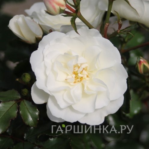 Роза Баунти, Тантау