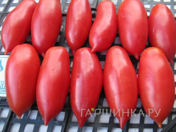 Семена Томат Алые свечи 20 шт