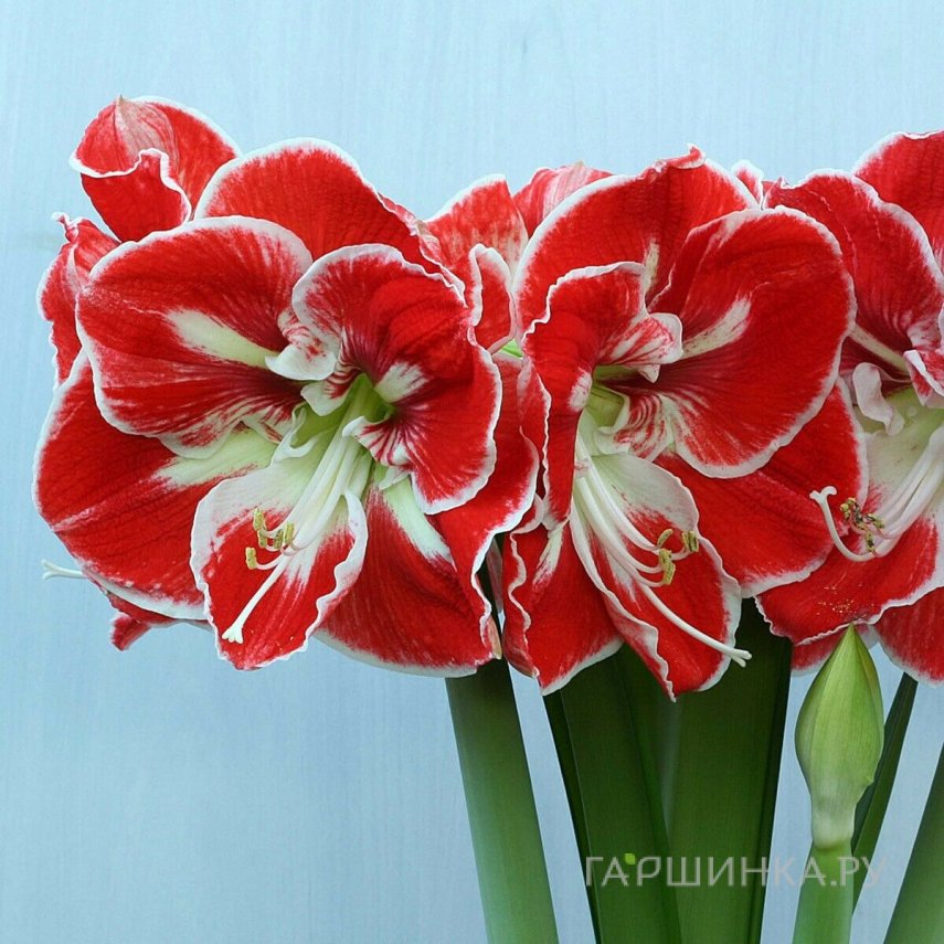 Амариллис Самба