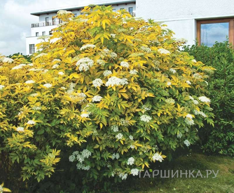 Бузина черная Ауреа