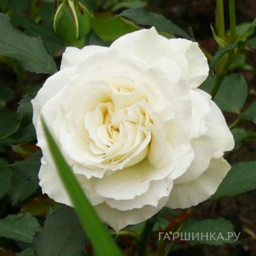 Роза Нисо Фумагалли, Барни
