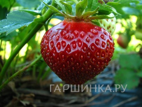 Клубника Берегиня