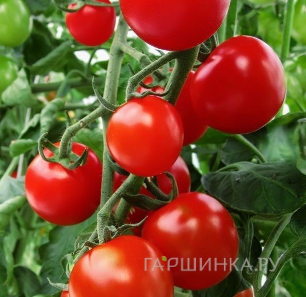 Семена Томат Благовест F1 1+1/25шт