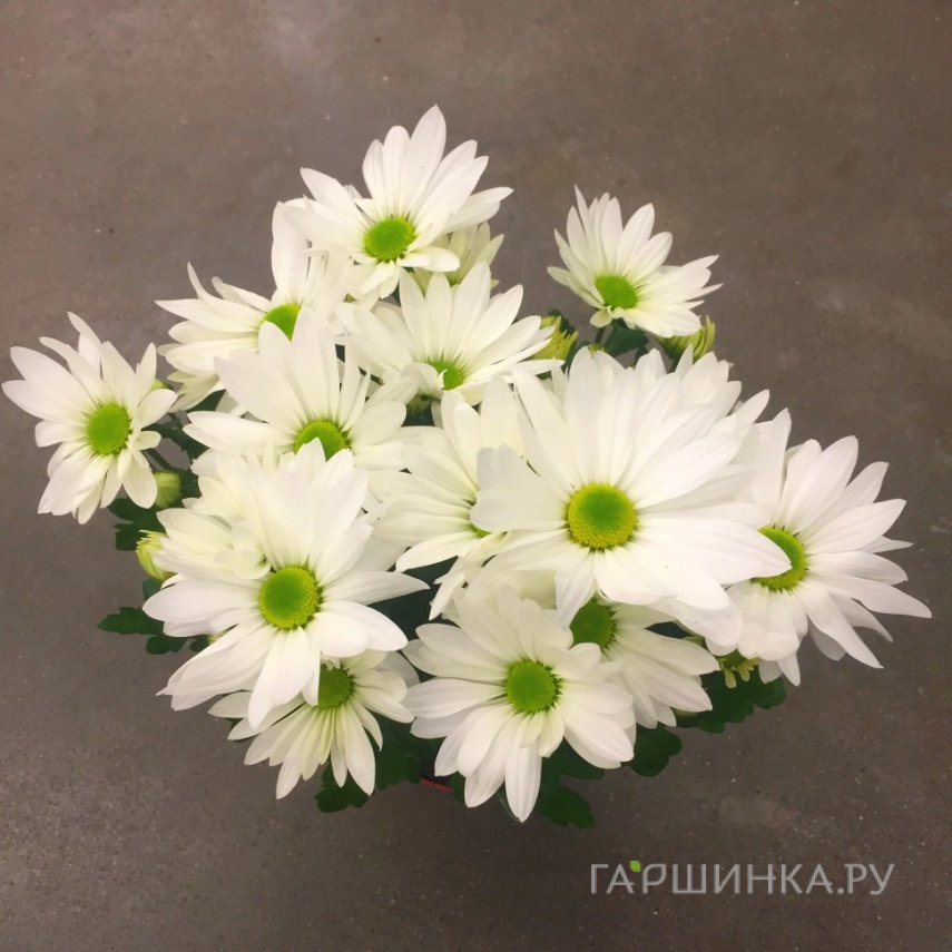 Семена Хризантема Белый Бриз