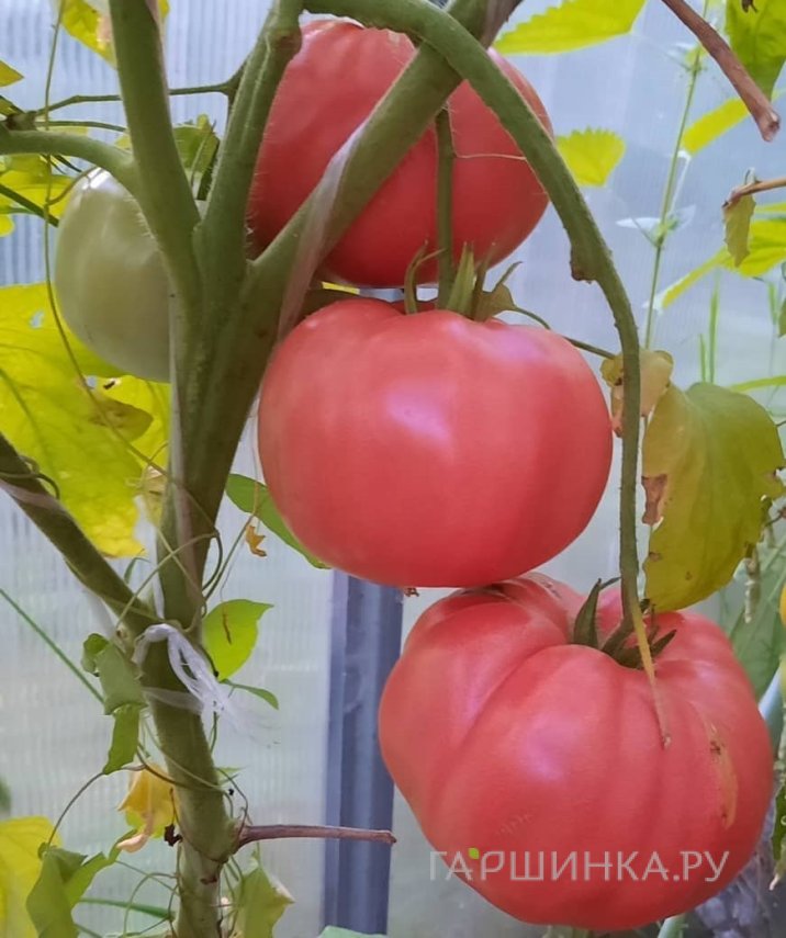 Семена Томат Бугай розовый 20 шт