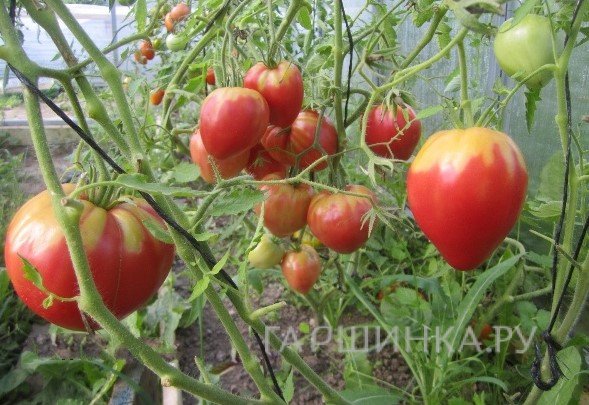 Семена Томат Бычье сердце розовое 20 шт