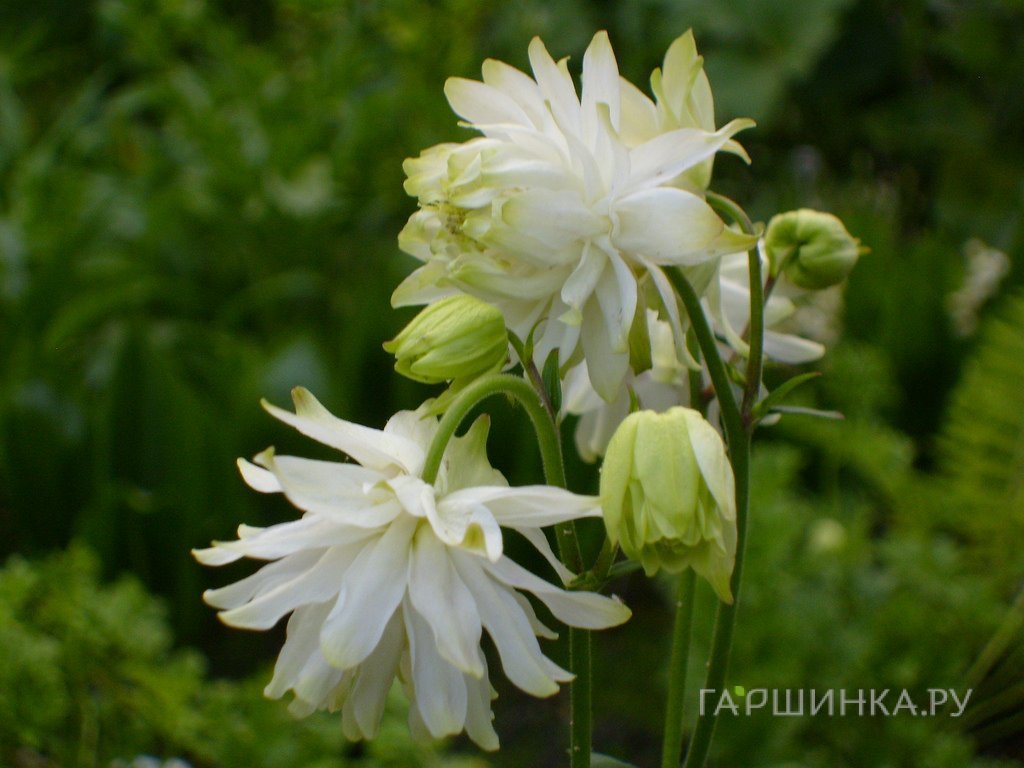 Аквилегия Лайм Сорбет